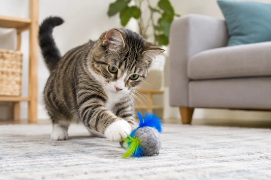 How Often Should Indoor Cats Play Each Day?