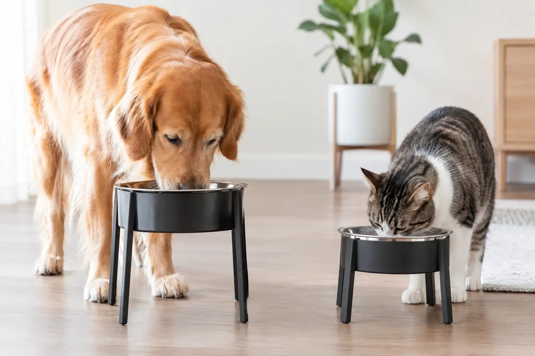 How High Should Elevated Bowls Be for Pets?