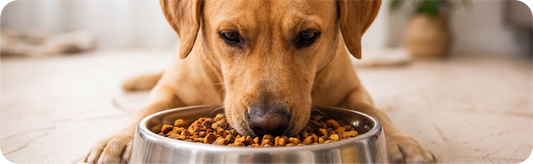 Healthy Feeding Habits for a Happier Pet