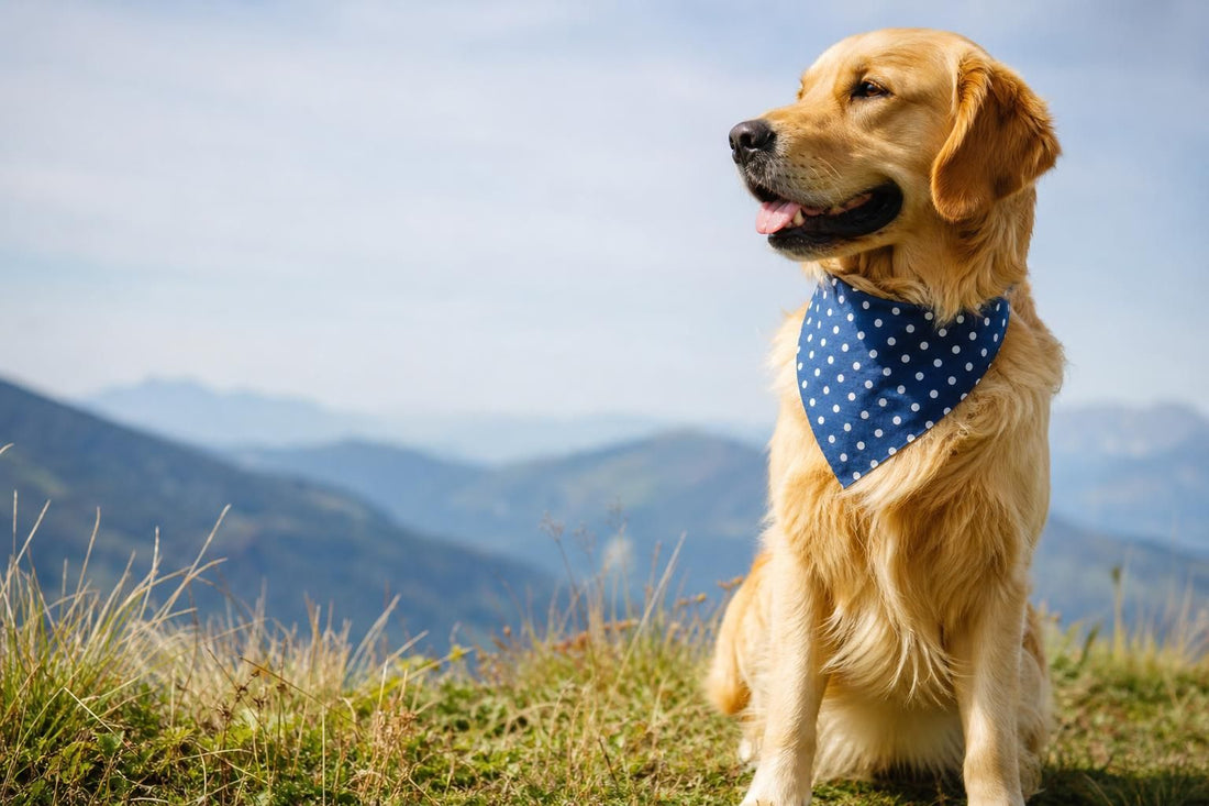Best Dog Bandana: How to Choose the Right Fit