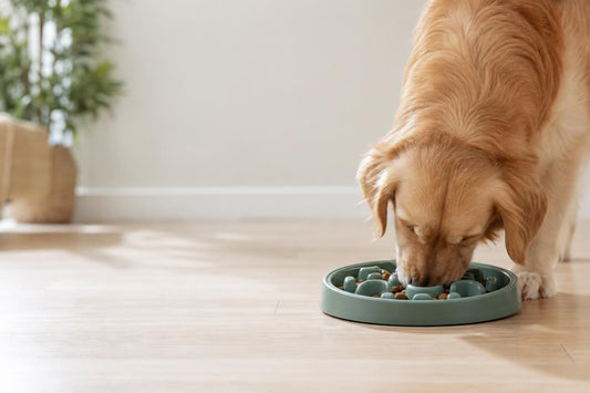 Best Slow Feeder Bowl for Dogs: A Buyer's Guide