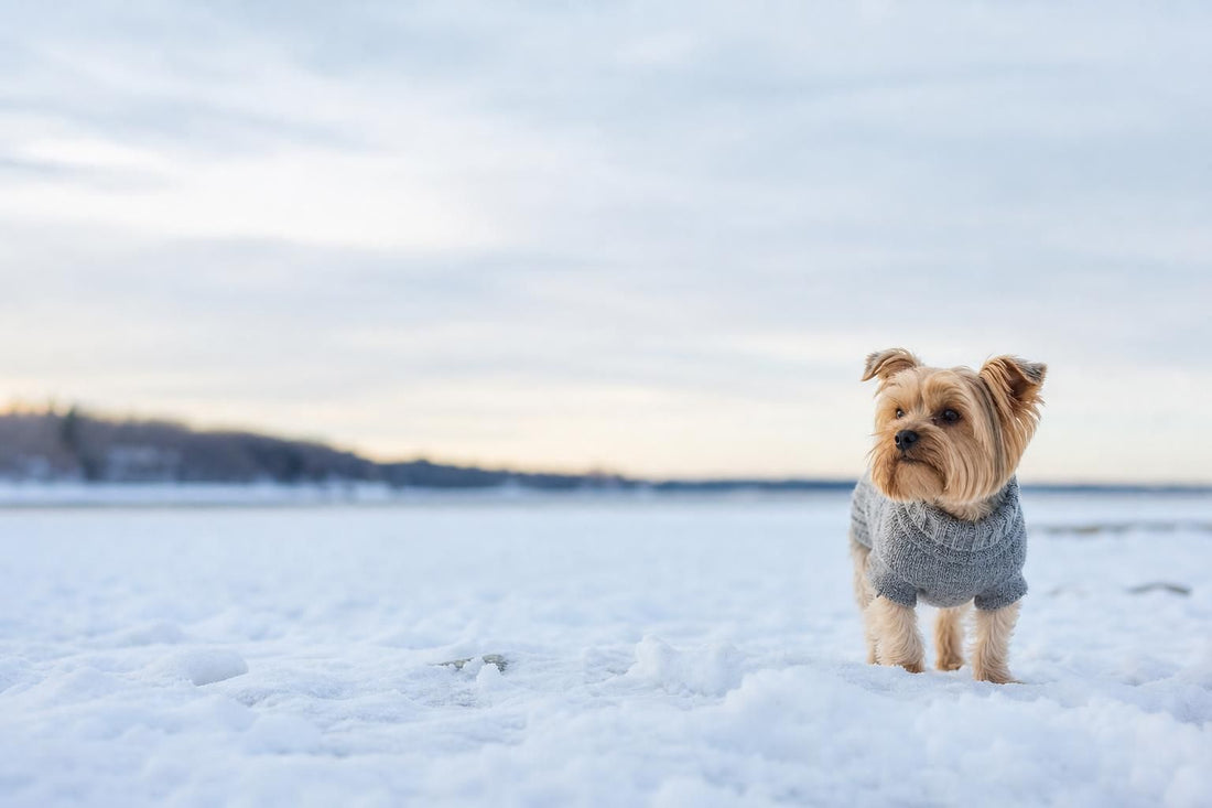 Do Dogs Need Sweaters in Winter? Here's How to Tell