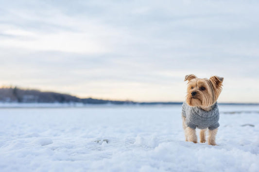 Do Dogs Need Sweaters in Winter? Here's How to Tell