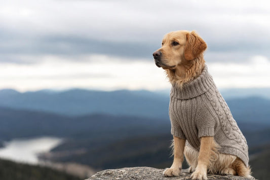 Dog Hoodie vs Sweater: Which Is Warmer?