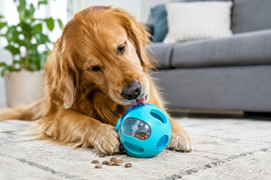 Interactive Dog Toys That Keep Playtime Fun