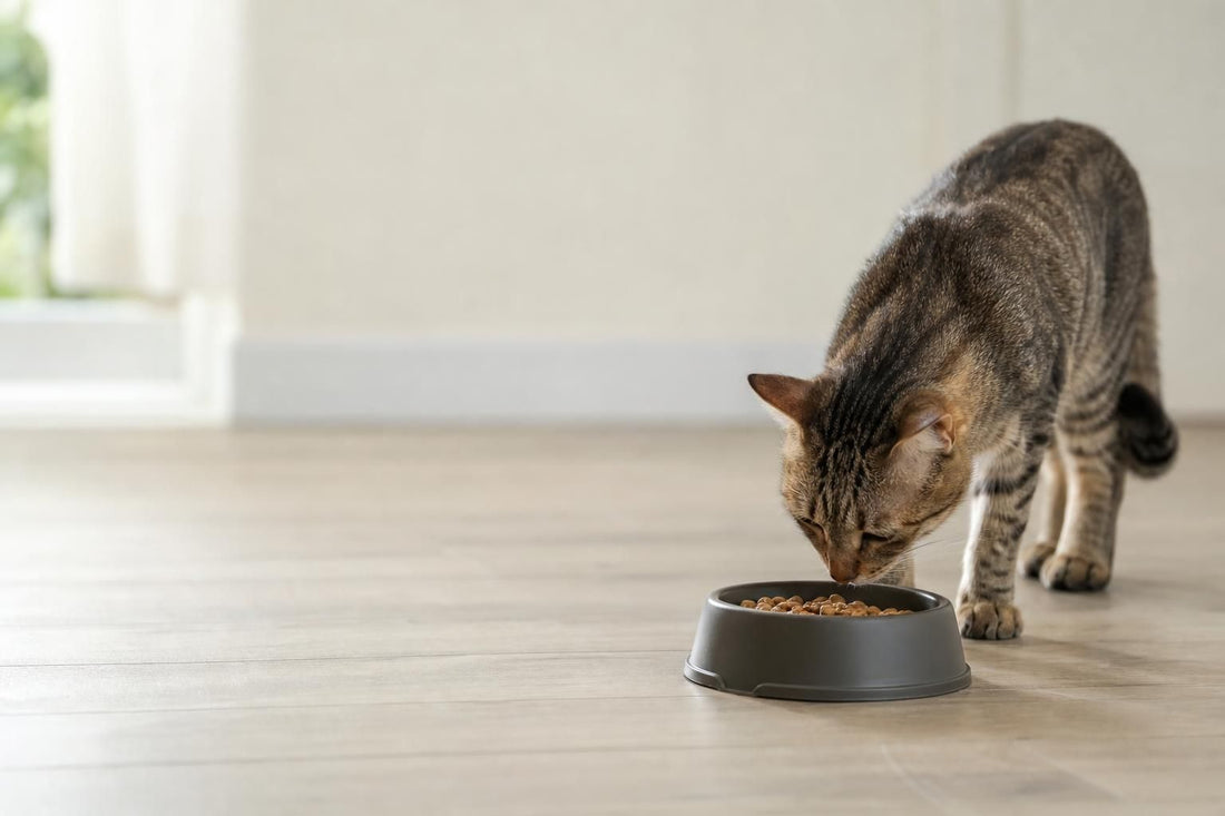 How Long Can a Cat Go Without Eating?