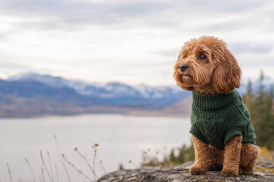 How to Get a Dog Used to Wearing Clothes