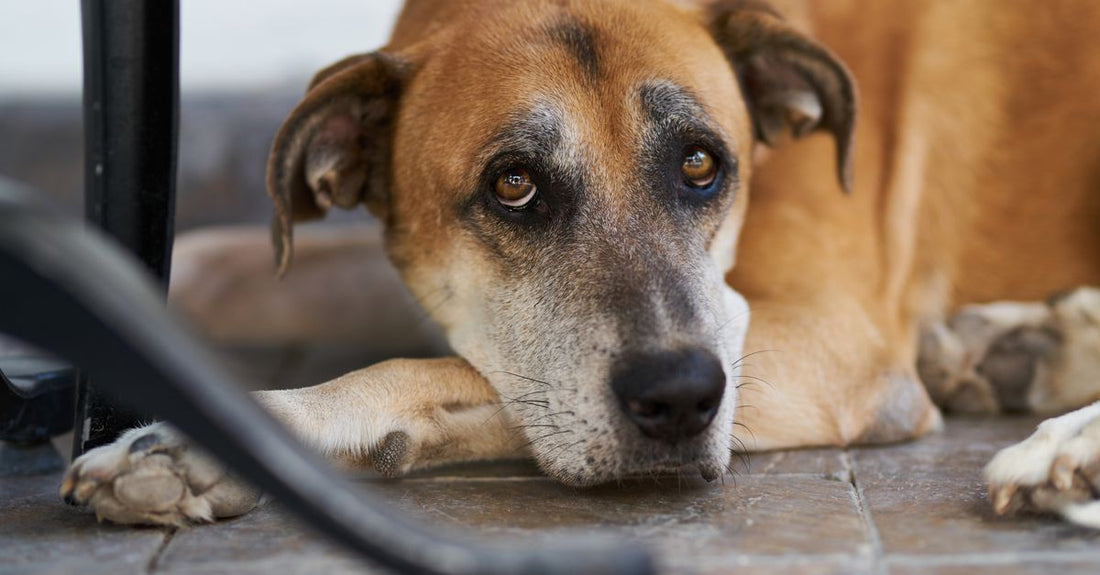 Close-up of a brown dog lounging on a tile floor, gazing intently.