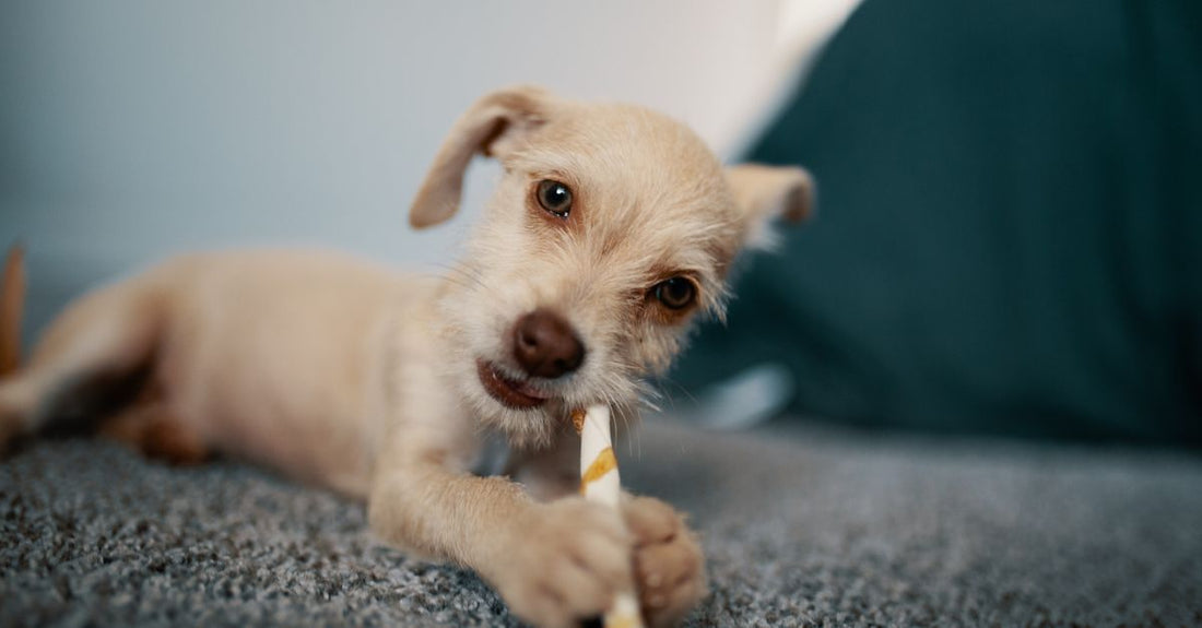 Cute puppy with playful expression chewing a stick indoors on a soft carpet.