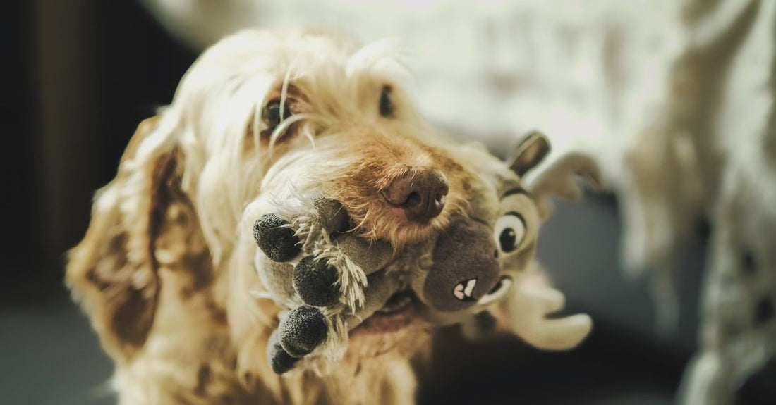 Cute dog with a fluffy coat playing with a plush toy indoors, showcasing fun and playful behavior.