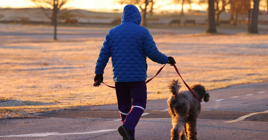 A man in a blue jacket taking his dog for a walk in a frosty park at sunset.