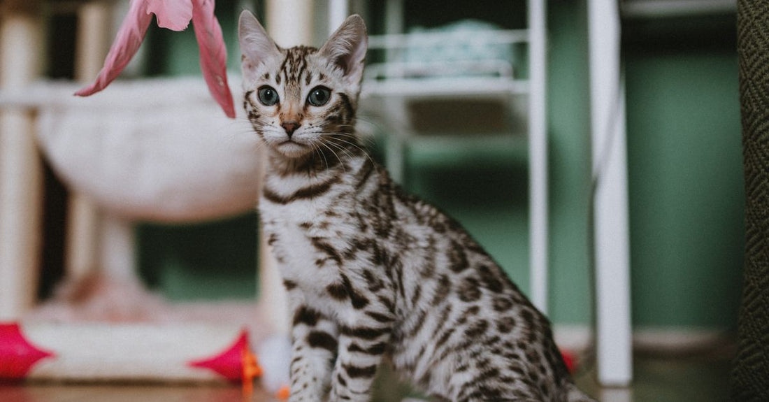 Adorable Bengal kitten playing indoors with pink feather toy.