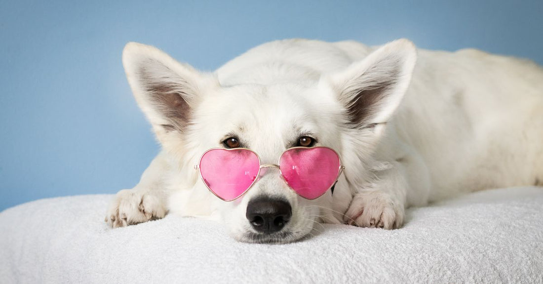 Adorable white dog wearing pink heart sunglasses on a soft surface against a blue background.