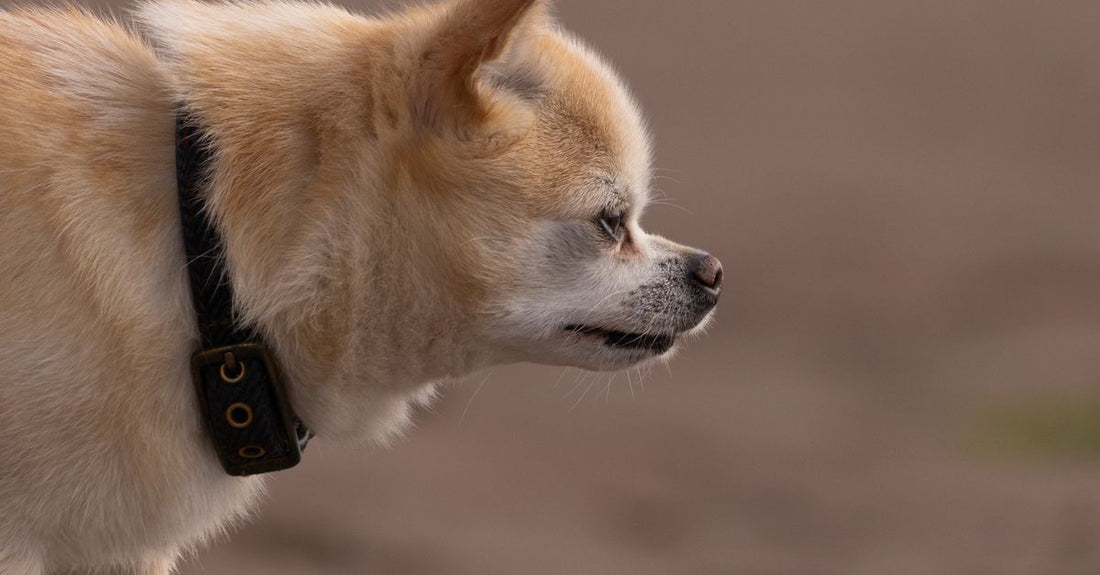 Side profile of a cute chihuahua walking on sand, showcasing its fluffy fur.
