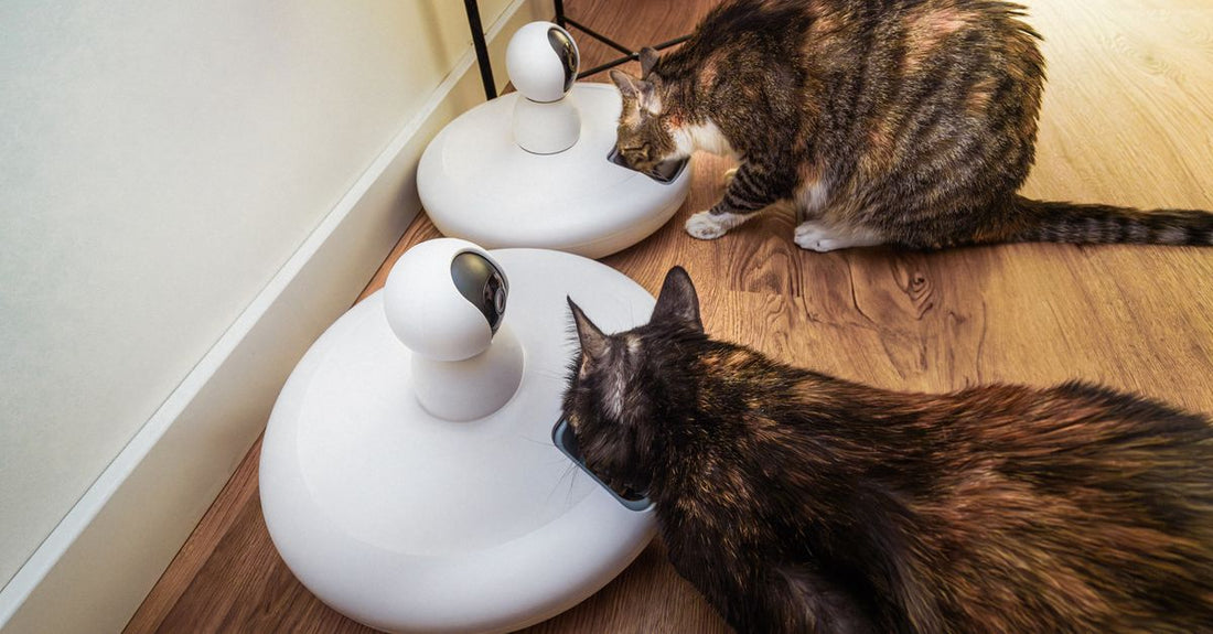 Two domestic cats eating from modern smart pet feeders in an indoor setting.