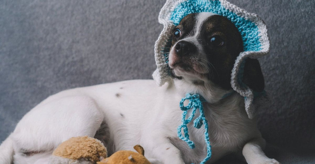 Cute puppy wearing a knitted hat, lying with a plush toy on a grey background.
