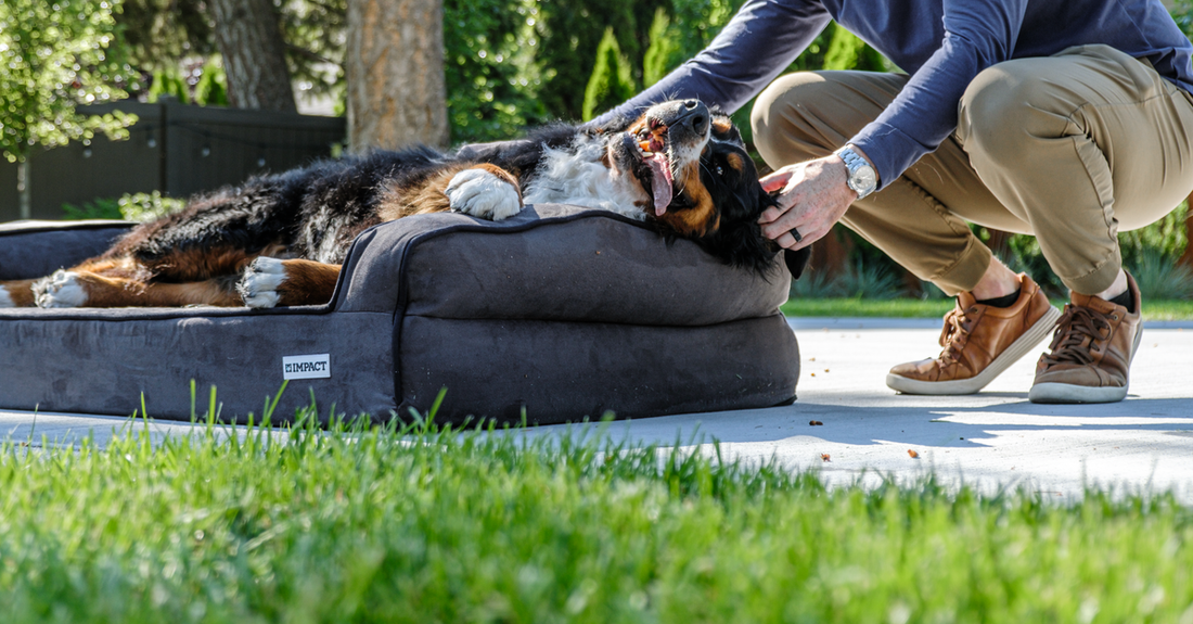 Happy Bernese Mountain Dog enjoying the sunshine on a comfortable dog bed outdoors.