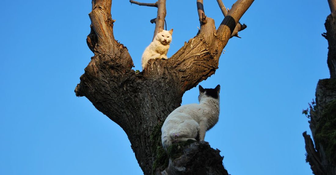 Two cats sitting on a tree against a clear blue sky. Captured in Istanbul, Türkiye.