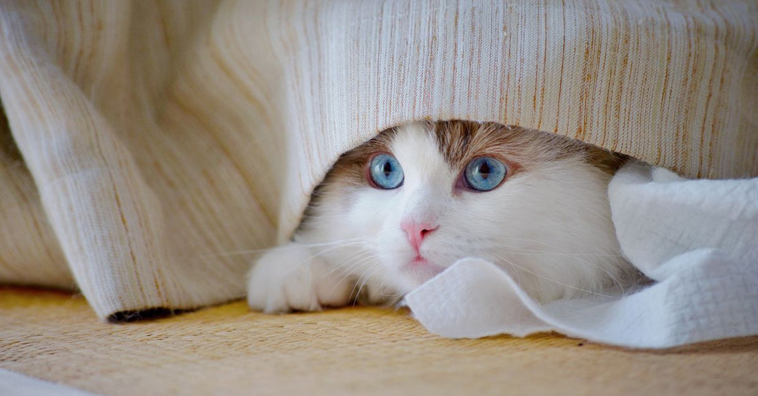 Adorable cat with blue eyes peeking from under a cozy blanket indoors.