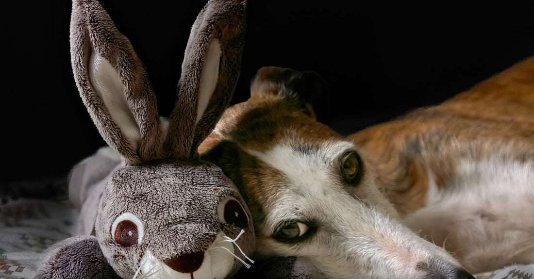 Adorable dog cuddling with a plush bunny on a cozy bed, showcasing companionship and comfort.