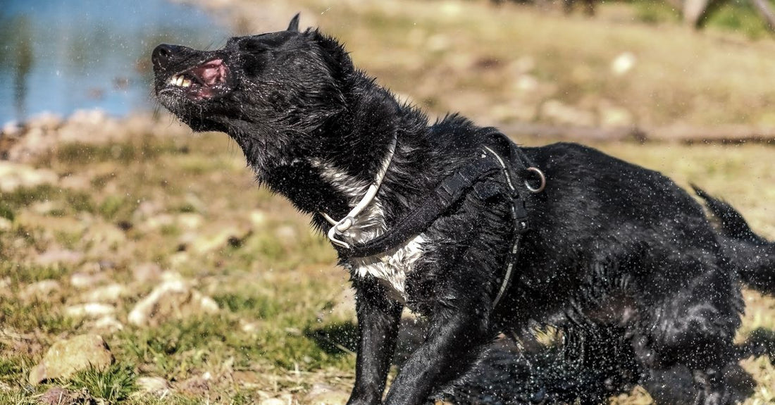 Vibrant image of a black dog shaking off water by a lake, showcasing energy and freedom.