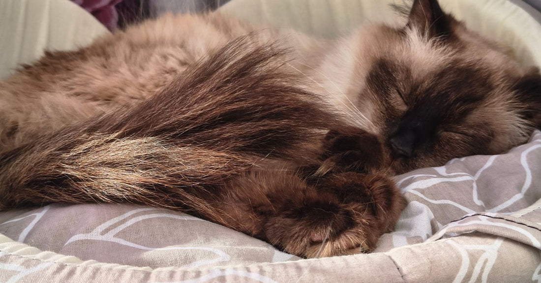 A fluffy cat peacefully sleeping in a cozy, patterned bed indoors.