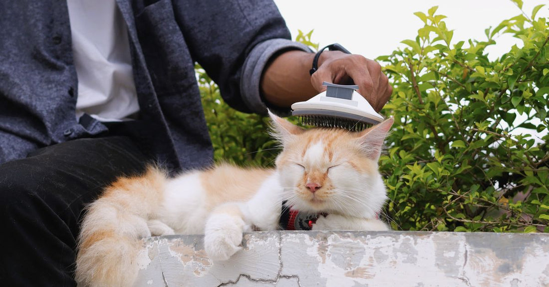 Person gently brushes a relaxed cat outdoors, creating a peaceful and caring moment.