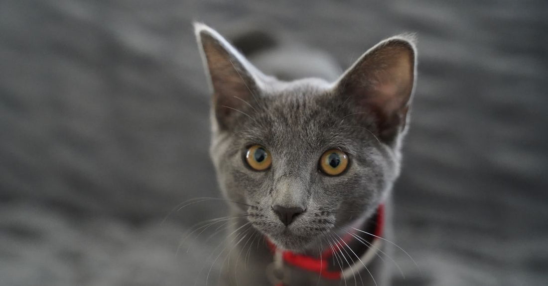 A close-up shot of a gray kitten with bright eyes, wearing a red collar, staring curiously indoors.