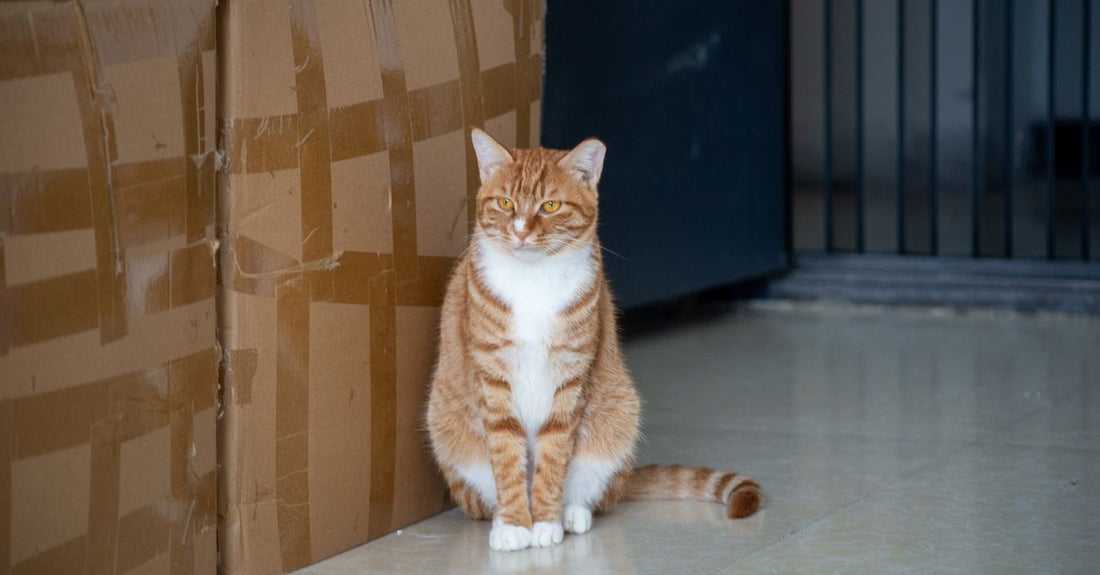 Adorable ginger tabby cat sitting indoors next to stacked cardboard boxes.