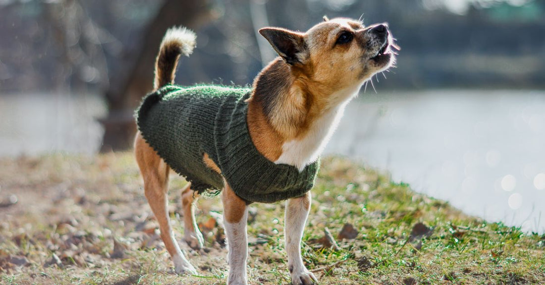 Chihuahua dog wearing a green knitted sweater barking playfully outdoors by a lake.