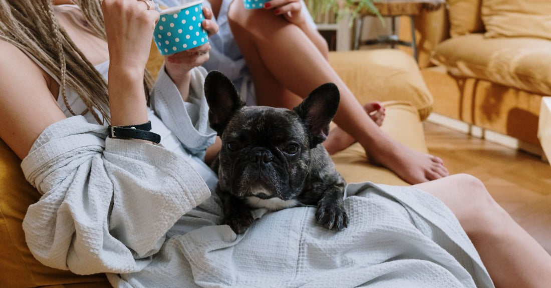 Two women enjoying a relaxed indoor moment with a French Bulldog on a sofa.