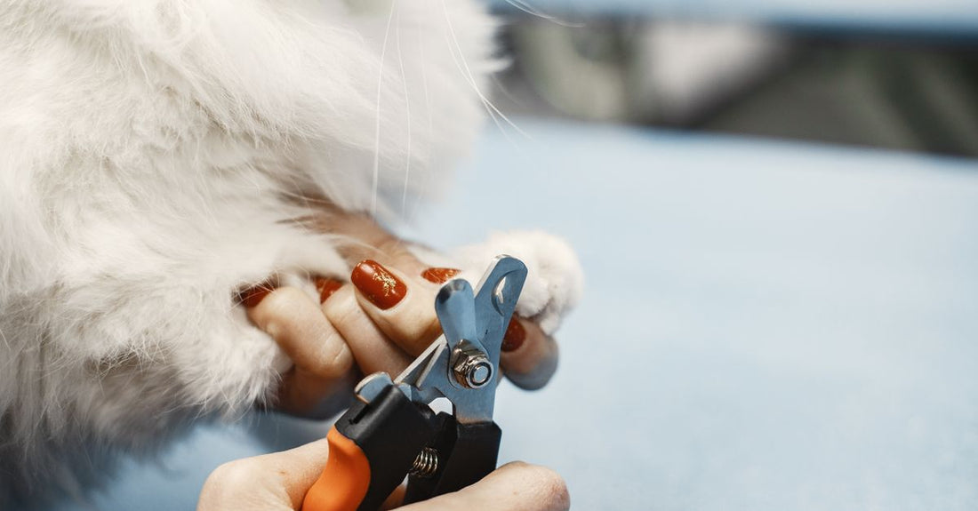 Close-up of a person trimming a cat's nails using a pet grooming tool.