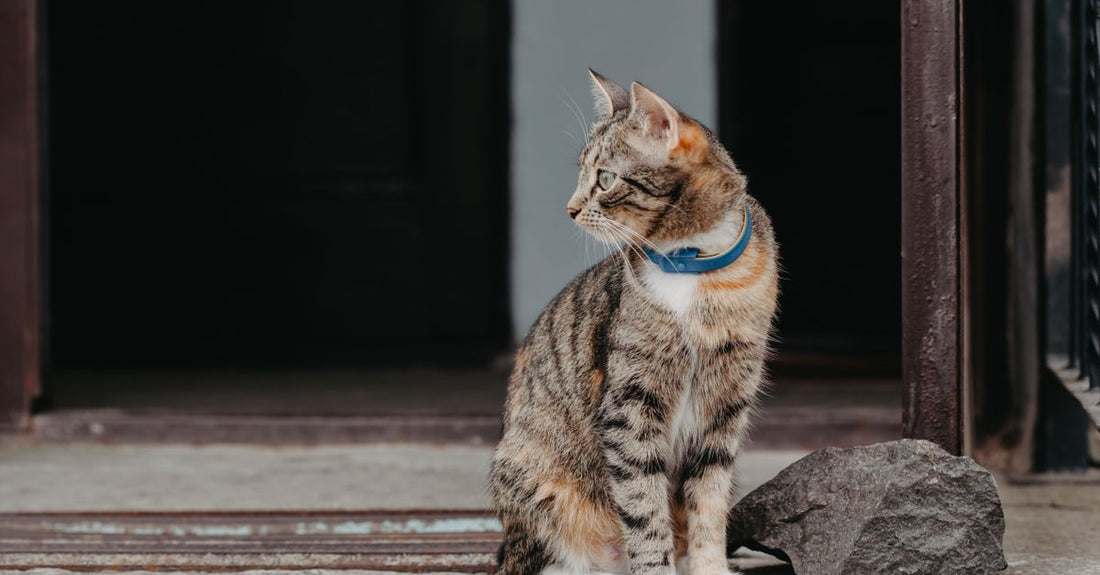A cute tabby cat wearing a blue collar sitting outdoors near a doorway.
