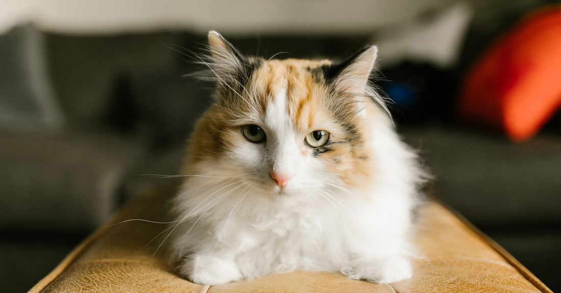 A fluffy calico cat comfortably resting indoors on a sofa, showcasing her vibrant fur and calm demeanor.