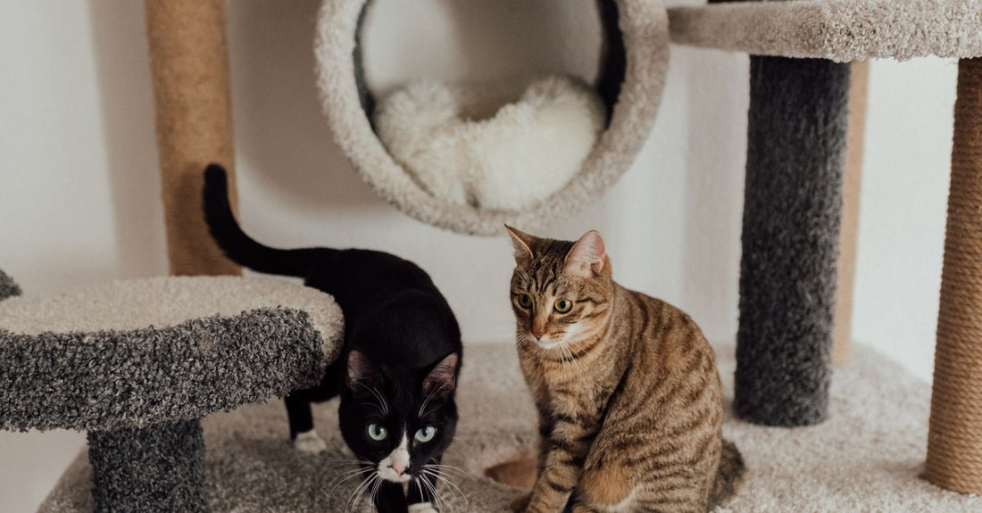 Two cute cats on a carpeted cat tree, showcasing playful pet behaviors indoors.