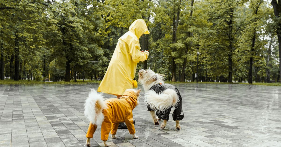 A person in a yellow raincoat plays with two dogs in a park during a rainy day.