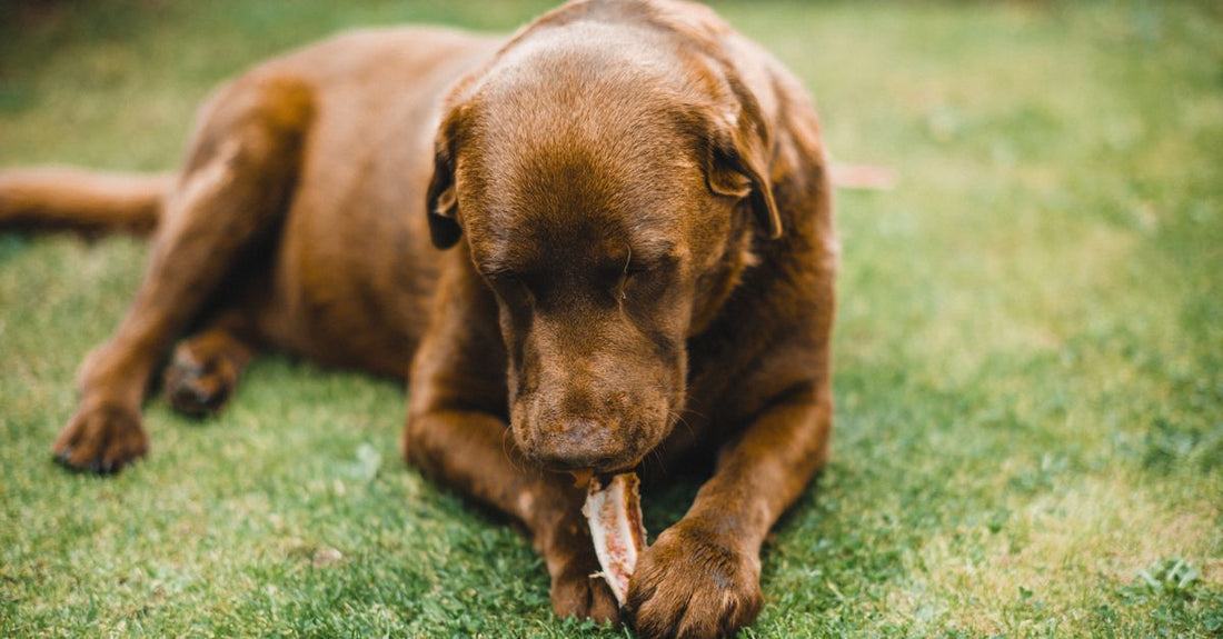 A brown Labrador Retriever enjoying a bone on green grass, showcasing its domestic and playful nature.