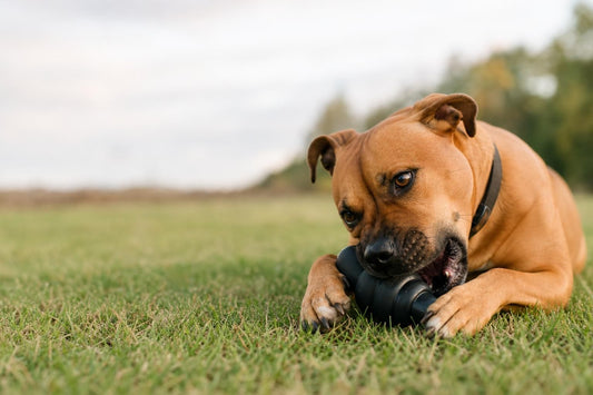 Safe Chew Toys for Aggressive Chewers: What to Look For