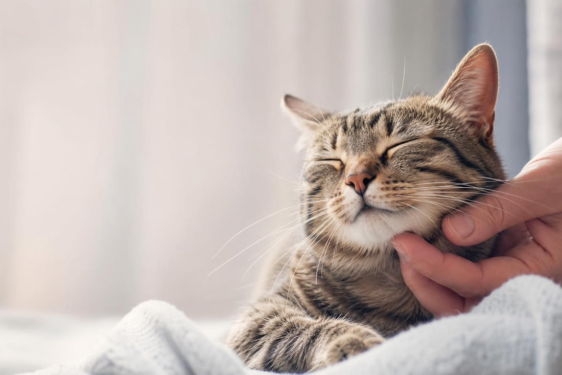 Why Does My Cat Purr? What That Sound Really Means