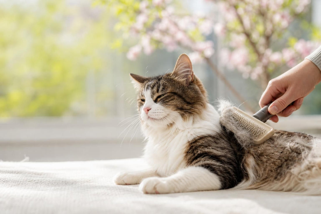 Why Does My Cat Shed More in Spring?