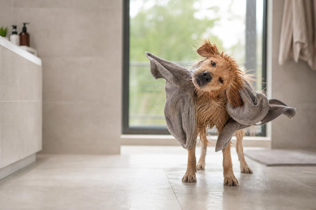 Why Does My Dog Smell Bad After a Bath?